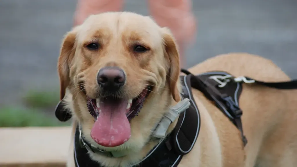 Un chien guide de type labrador porte un harnais de travail professionnel en extérieur.