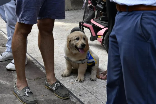 À Montpellier, des chiens formés pour guider plus près