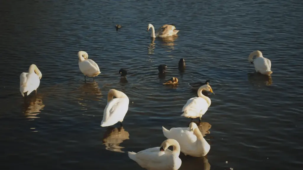Plusieurs cygnes blancs nagent paisiblement sur les eaux sombres d'un lac à Brest.