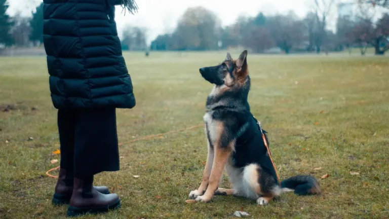 À Montreuil, des cours canins gratuits en juillet
