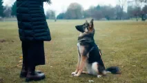 À Montreuil, des cours canins gratuits en juillet