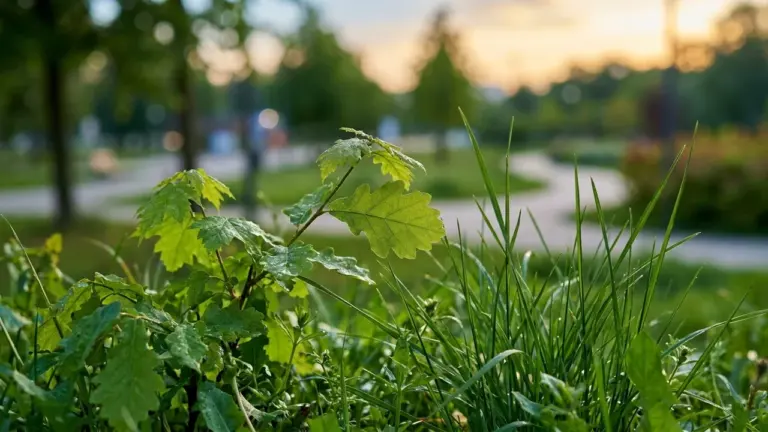 Jeune pousse de chêne avec des feuilles vertes dans l'herbe au coucher du soleil.