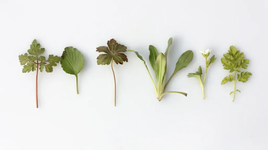 Une sélection de six variétés végétales différentes disposées proprement sur un fond blanc neutre.