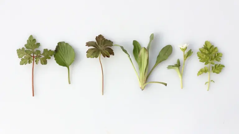 Ex(s)istere à Saint-Étienne : 14 plantes en accès libre: jouerparler.fr