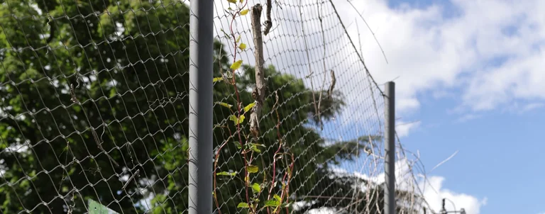 Ex(s)istere à Saint-Étienne : 14 plantes en accès libre: jouerparler.fr