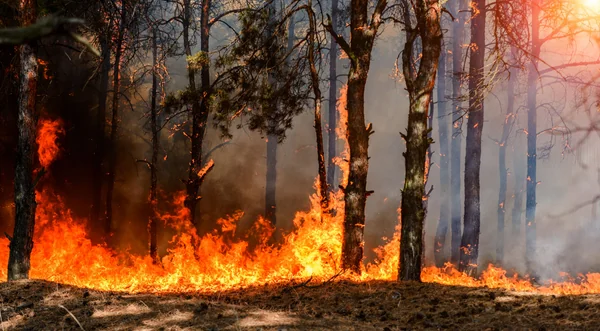 Mérignac : le Krakatoa rouvre avec une soirée gratuite