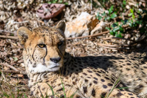 Montpellier: dernier mois gratuit au zoo avant travaux