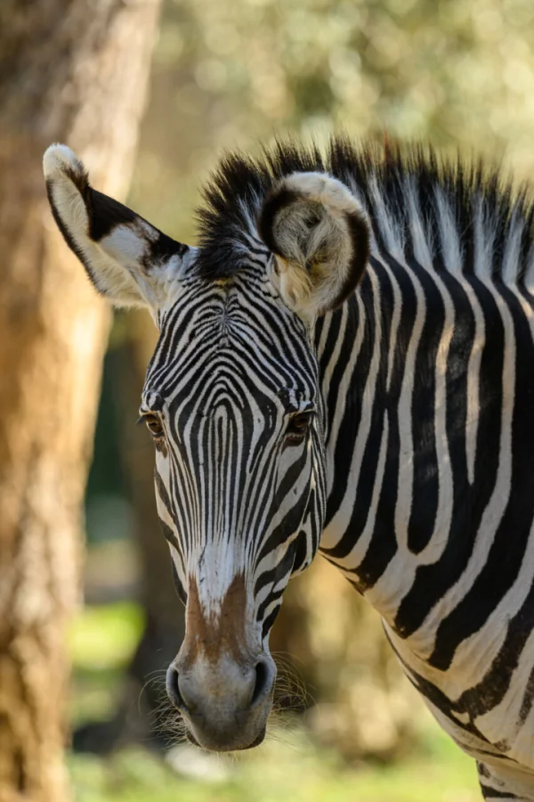 Montpellier: dernier mois gratuit au zoo avant travaux