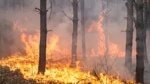 Un incendie de forêt dévastateur propageant des flammes intenses parmi les troncs d'arbres calcinés.