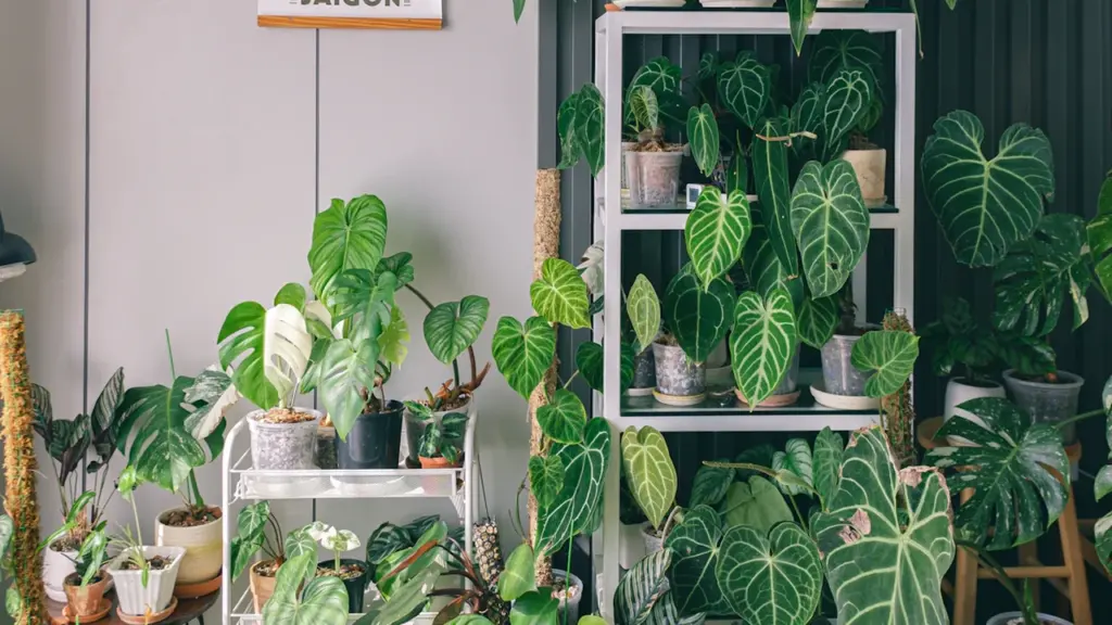 Collection de plantes d'intérieur luxuriantes disposées sur des étagères et des tables.