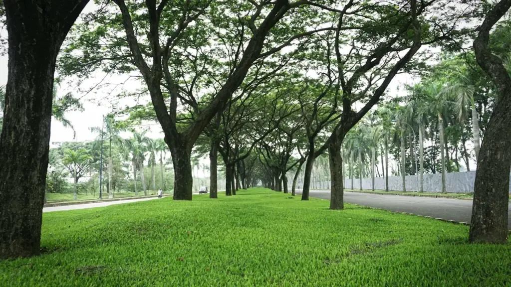 Une allée arborée verdoyante invitant à la promenade dans un parc urbain paisible.