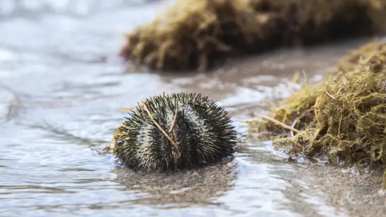 Un oursin et des posidonies sur le sable à La Seyne-sur-Mer.