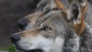 Gros plan sur plusieurs loups gris attentifs regardant dans la même direction en forêt.