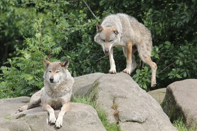 À Rennes, les éleveurs face aux règles sur le loup