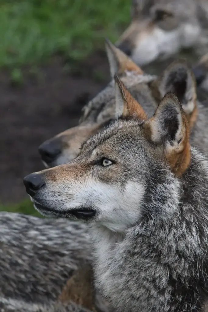 À Rennes, les éleveurs face aux règles sur le loup