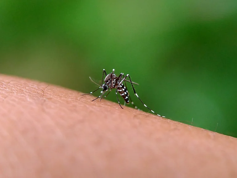 Entretien des cours d'eau à Chelles : ce qui change pour les riverains
