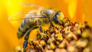 Une abeille butinant activement sur une fleur colorée en France.