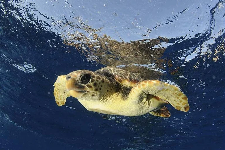 À Hyères, le retour des tortues exige les bons réflexes
