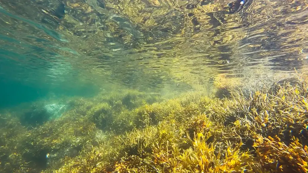Vue sous-marine d'un herbier marin méditerranéen avec une eau claire et cristalline.