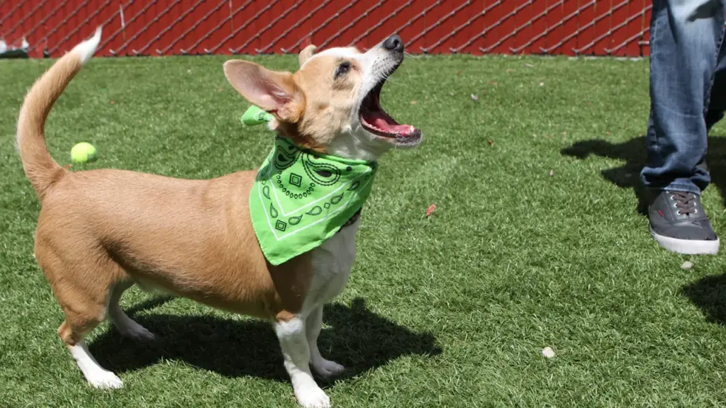 Un petit chien joyeux avec un bandana vert jouant lors d'une session photo.