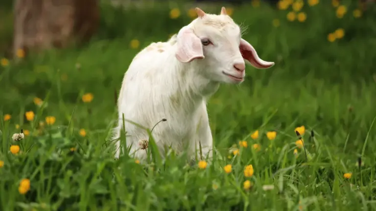 À Fréjus, un bouc blessé près de Malpasset trouve une famille