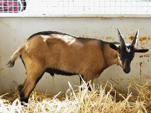 À Fréjus, un bouc blessé près de Malpasset trouve une famille